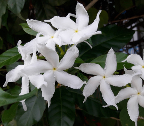 Tabernaemontana divaricata - Crepe Jasmine Seeds Tabernaemontana divaricata - Crepe Jasmine Seeds