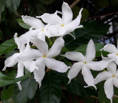 Tabernaemontana divaricata - Crepe Jasmine Seeds