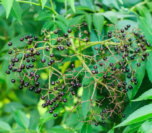 Zanthoxylum rhetsa - Indian Pepper