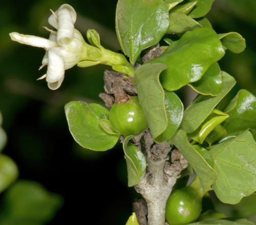 Coddia rudis - Small Bone Apple