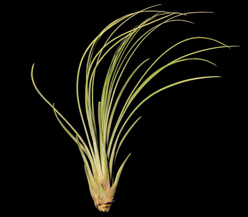 Tillandsia juncea - Air Plant