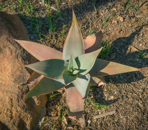 Aloe striata - Coral Aloe Seeds