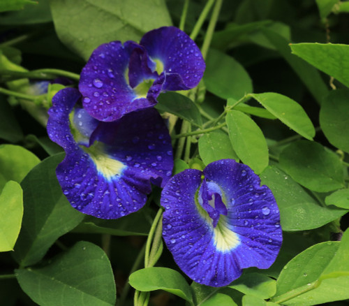 Clitoria ternatea - Butterfly Pea Seeds