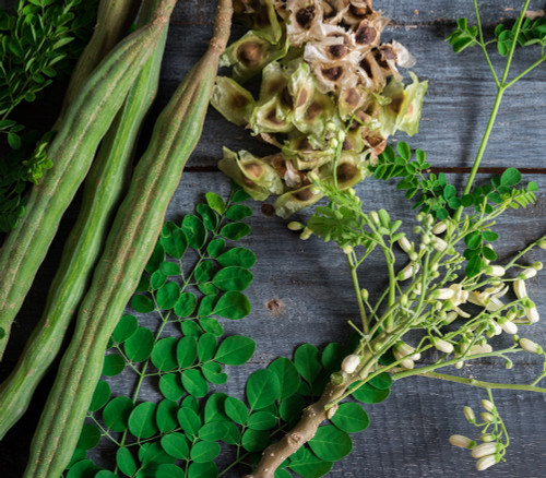 Moringa oleifera - Horseradish Tree PKM2 Seeds