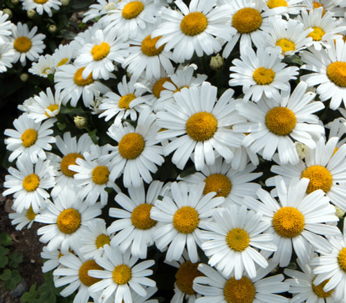 Chrysanthemum maximum - Shasta Daisy Seeds