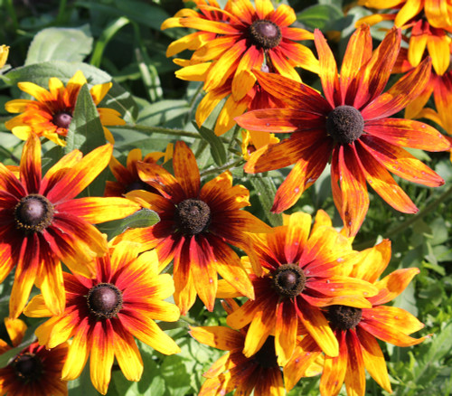 Rudbeckia hirta - Gloriosa Daisy Seeds