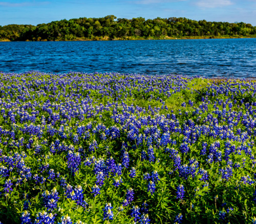 Lupinus texensis - Texas Blue Bonnet