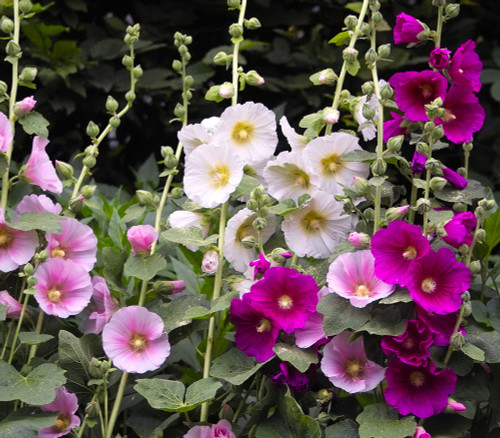 Alcea rosea - Hollyhock, Chater's Double Mix Seeds