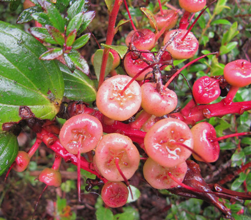 Cavendishia bracteata - Mountain Grape Seeds Cavendishia bracteata - Mountain Grape Seeds