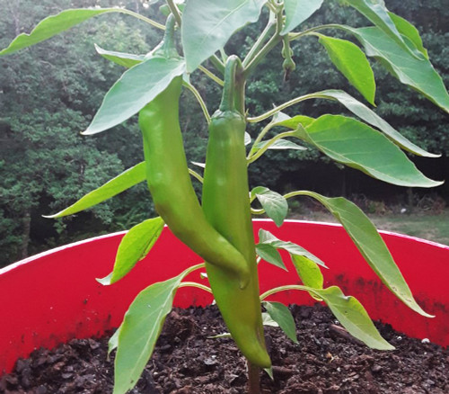 Rattlesnake Pepper Seeds