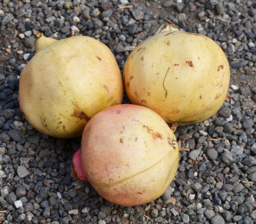 Punica granatum - White Pomegranate