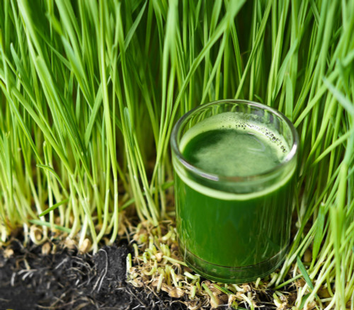 Wheatgrass Seeds Wheatgrass Seeds
