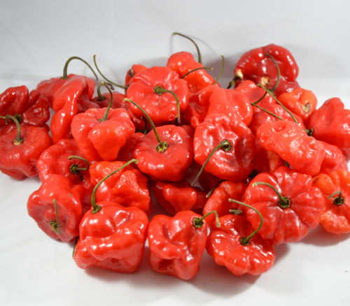 Aji Dulce Puerto Rico Pepper Seeds Aji Dulce Puerto Rico Pepper Seeds