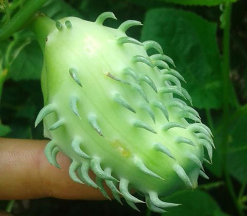 Cyclanthera brachystacha - Exploding Cucumber Seeds