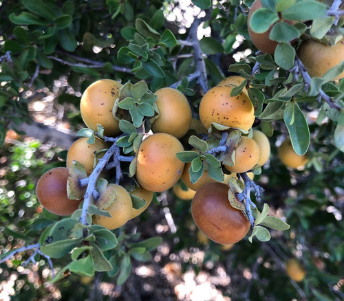 Diospyros intricata - Cape Wild Persimmon Seeds