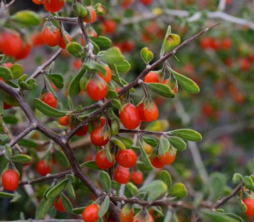 Lycium berlandieri - Berlandier's Wolfberry Seeds