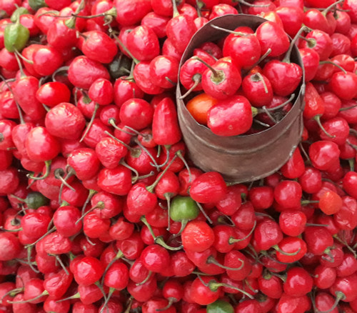 Dalle Khursani Pepper Seeds