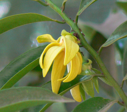 Artabotrys hexapetalus - Ylang Ylang Vine Seeds Artabotrys hexapetalus - Ylang Ylang Vine Seeds