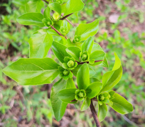Catunaregam spinosa - Mountain Pomegranate Seeds