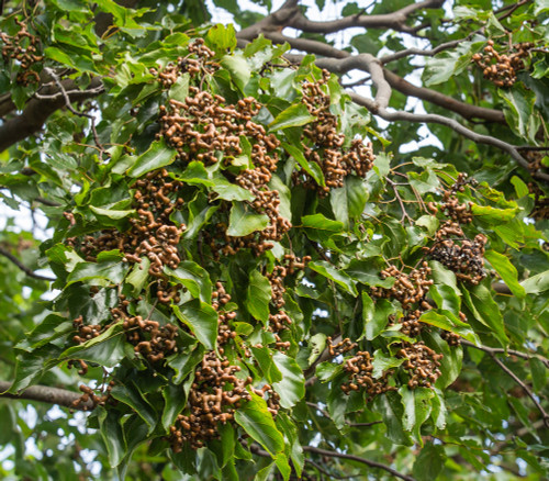 Hovenia acerba - Chinese Raisin Tree Seeds Hovenia acerba - Chinese Raisin Tree Seeds