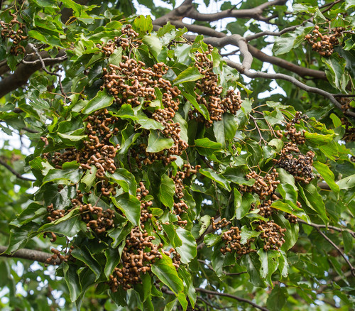 Hovenia acerba - Chinese Raisin Tree Seeds