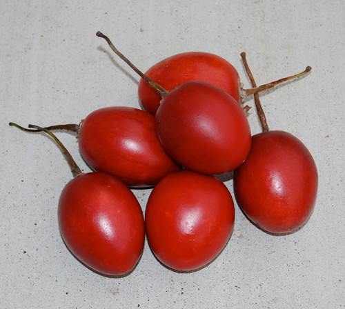 Cyphomandra betacea - Red Tree Tomato Seeds Cyphomandra betacea - Red Tree Tomato Seeds