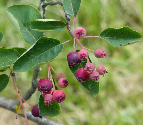 Amelanchier spicata - Dwarf Serviceberry Seeds Amelanchier spicata - Dwarf Serviceberry Seeds