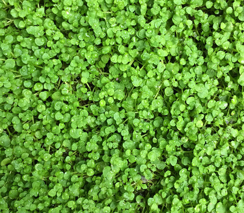 Mentha requienii - Corsican Mint Seeds