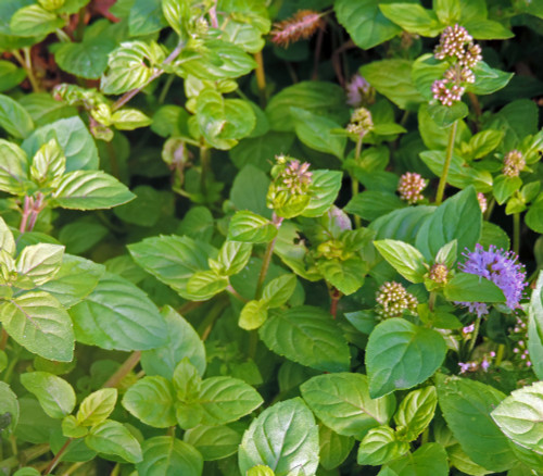 Mentha aquatica - Water Mint Seeds Mentha aquatica - Water Mint Seeds