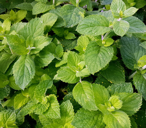 Mentha suaveolens - Apple Mint