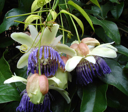 Passiflora popenovii - Quijos Granadilla Seeds