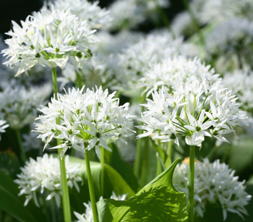 Allium ursinum - Bear's Garlic Seeds Allium ursinum - Bear's Garlic Seeds