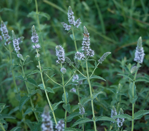 Mentha longifolia - Horse Mint Seeds