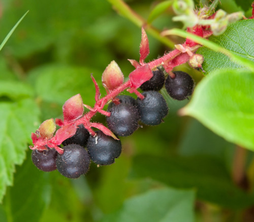 Gaultheria shallon - Shallon Seeds Gaultheria shallon - Shallon Seeds