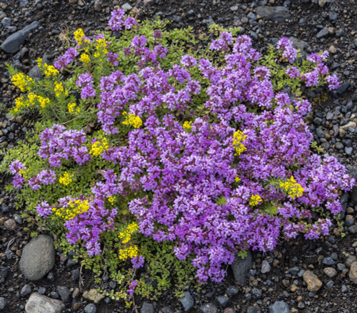 Thymus praecox - Mother of Thyme Seeds