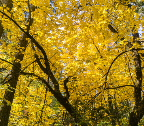 Acer mono - Painted Maple - Seeds