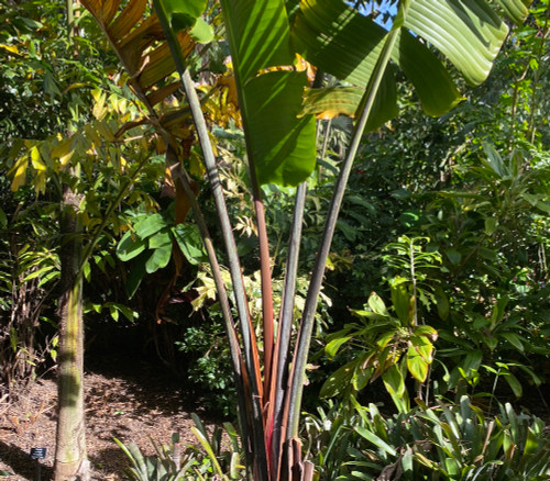 Ravenala sp. - Red Travellers Palm Seeds