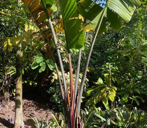 Ravenala sp. - Red Travellers Palm Seeds