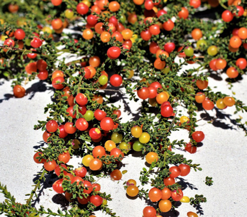 Muraltia spinosa - Tortoise Berry Seeds Muraltia spinosa - Tortoise Berry Seeds