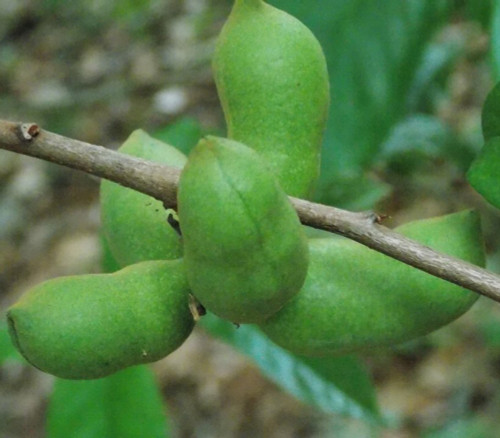 Asimina parviflora - Dwarf Pawpaw Seeds Asimina parviflora - Dwarf Pawpaw Seeds