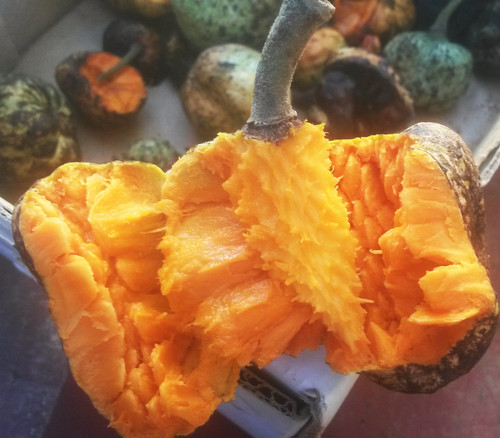 Annona stenophylla - Dwarf Custard Apple Seeds