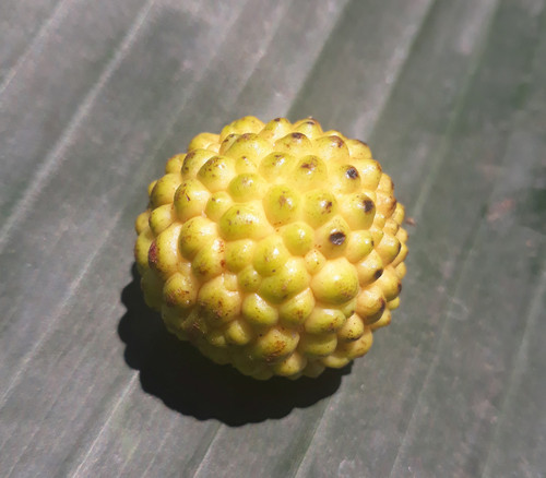 Dimocarpus didyma - Alupag Seeds