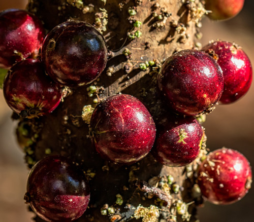 Myrciaria x - Escalarte Jaboticaba Seeds Myrciaria x - Escalarte Jaboticaba Seeds