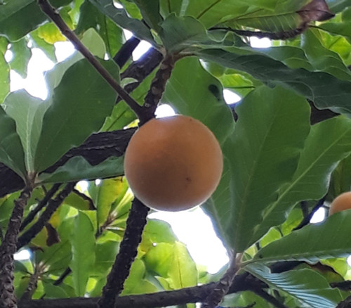 Pouteria torta - Wooly Abiu Seeds