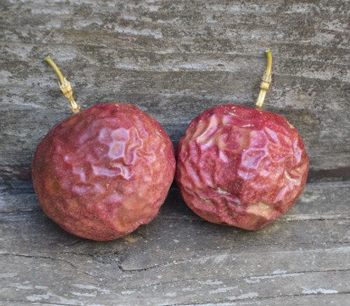 Passiflora edulis - Red Rover Passion Fruit Seeds