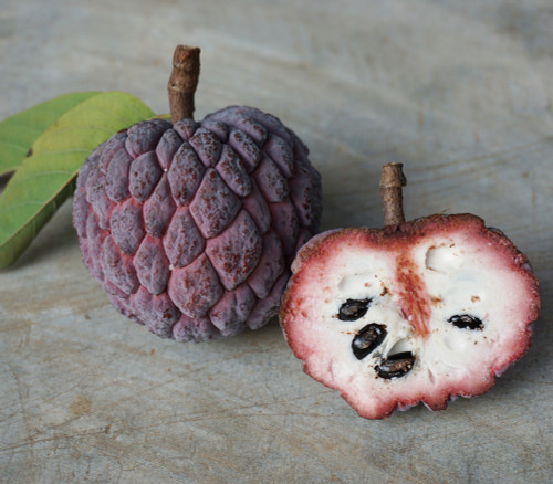 Annona squamosa 'Purple' - Purple Sugar Apple Seeds Annona squamosa 'Purple' - Purple Sugar Apple Seeds