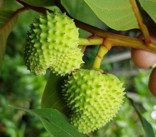 Annona paludosa - Annona paludosa Seeds