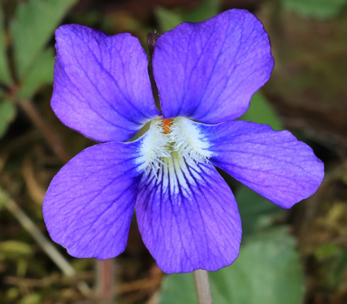 Viola sororia - Blue Violet Seeds