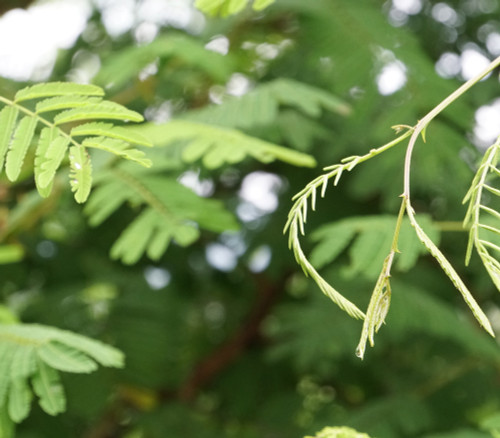 Acacia catechu - Cutch Tree Seeds Acacia catechu - Cutch Tree Seeds