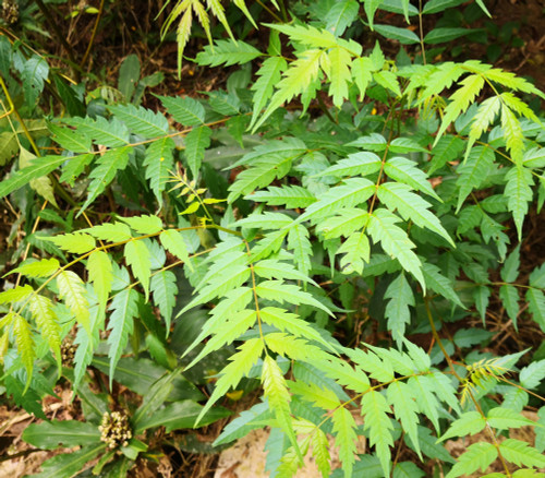 Choerospondias axillaris - Nepali Hog Plum Seeds